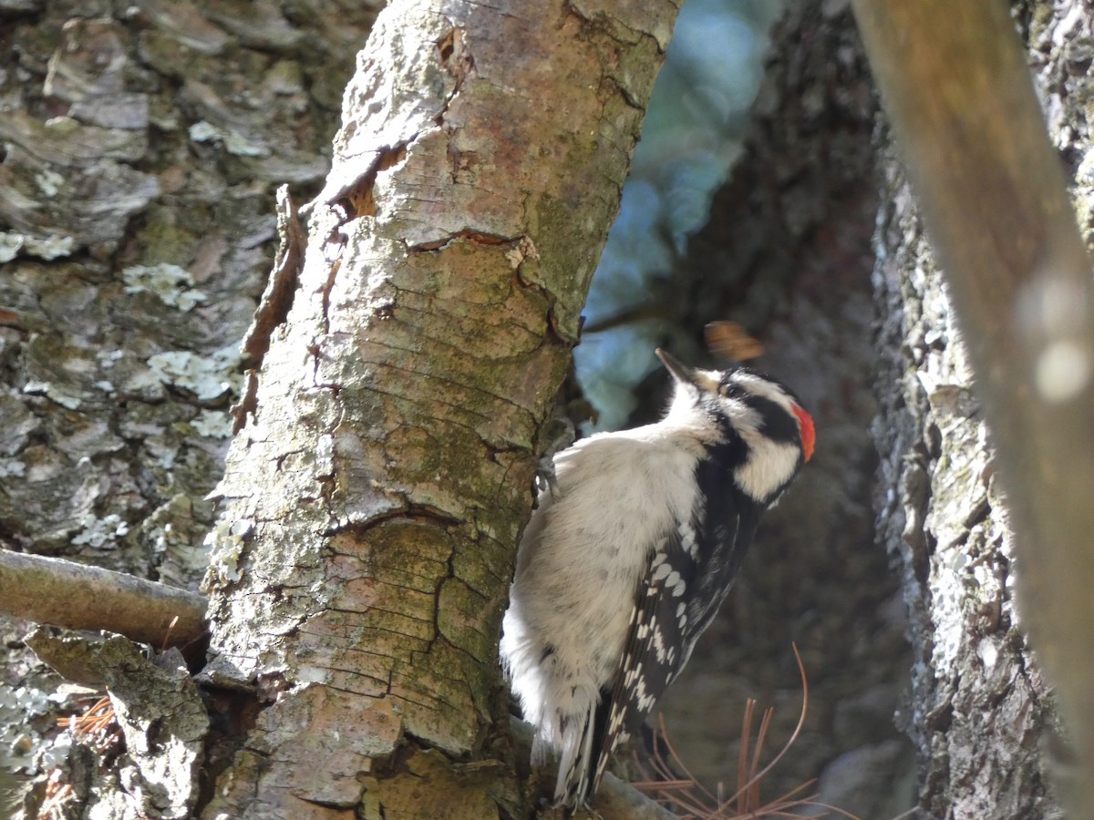 Downy Woodpecker - ML323020801