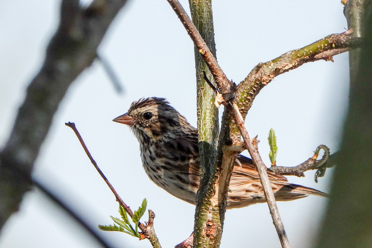 Savannah Sparrow - Gretchen Locy