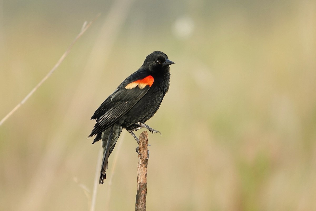 Red-winged Blackbird - deborah grimes