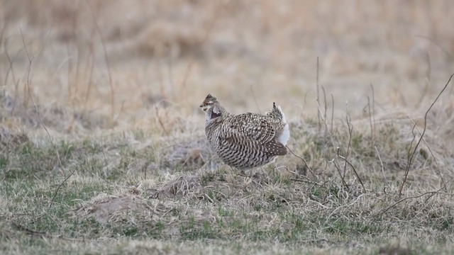 Sharp-tailed Grouse x Greater Prairie-Chicken (hybrid) - ML323028631