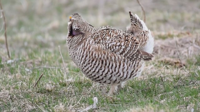 Sharp-tailed Grouse x Greater Prairie-Chicken (hybrid) - ML323029261