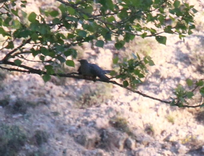 Common Cuckoo - ML323030721