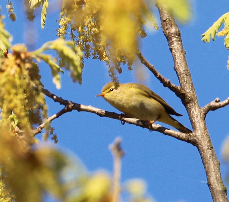 Willow Warbler - Carmelo López Abad