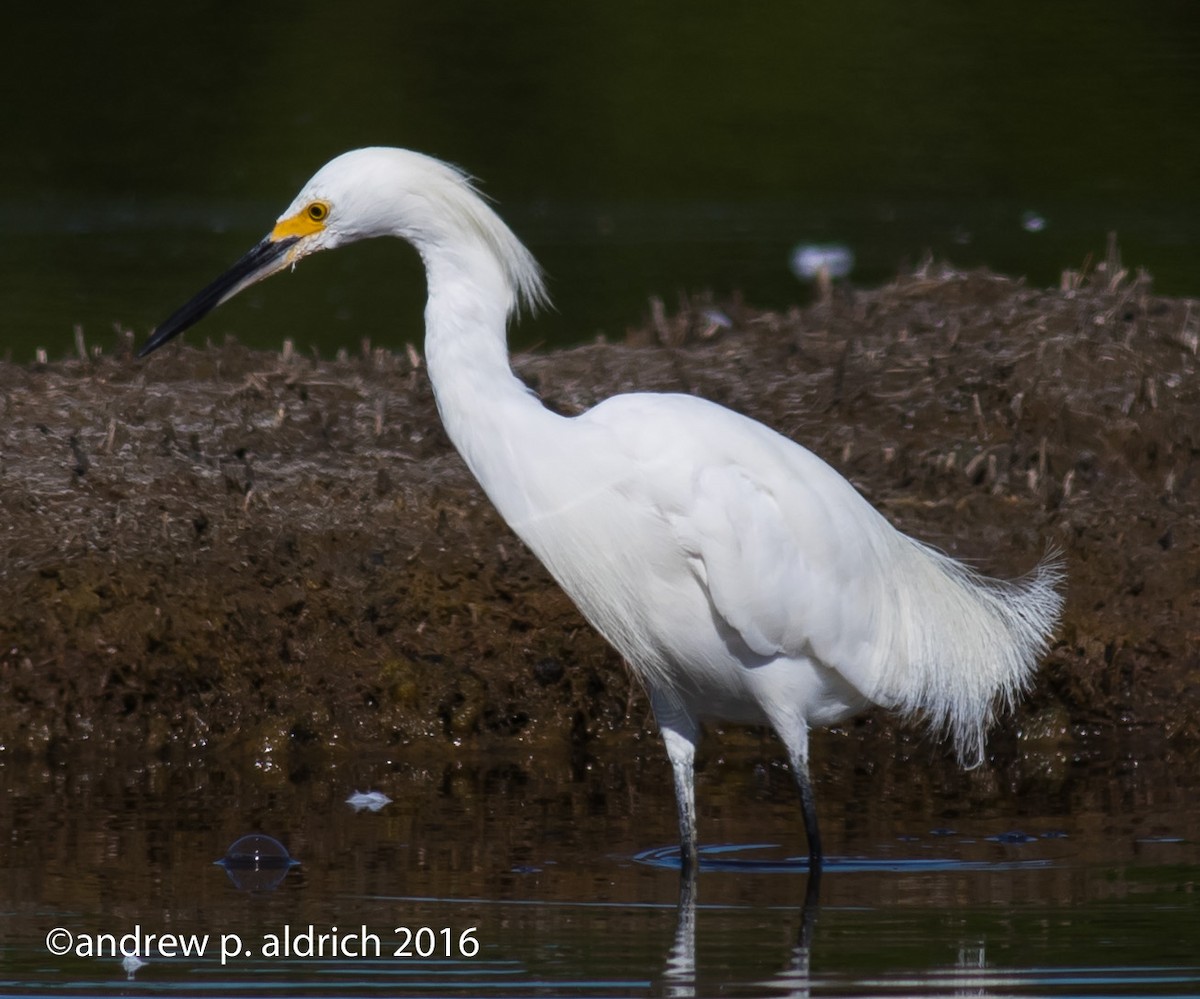 Snowy Egret - andrew aldrich
