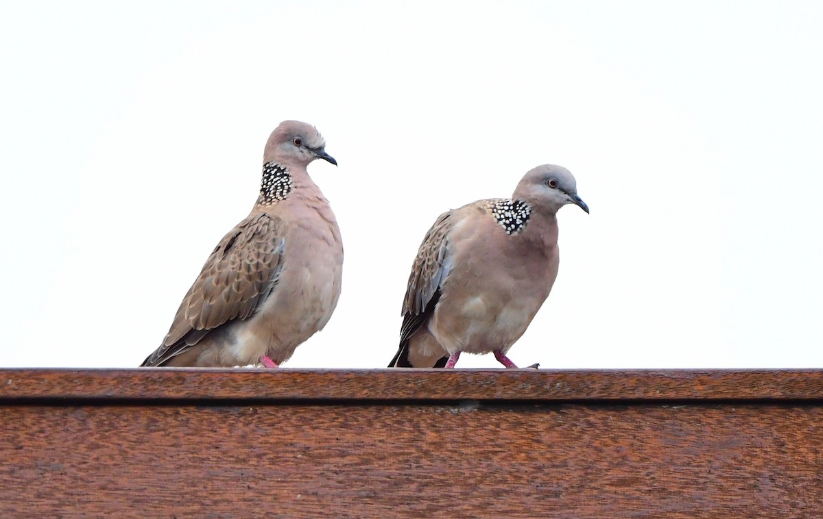 Spotted Dove - ML323038501