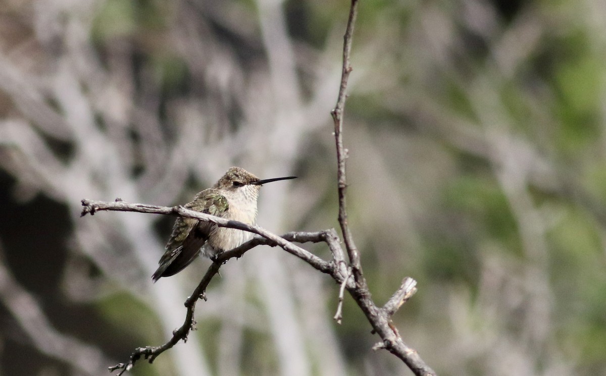 hummingbird sp. - ML32304471