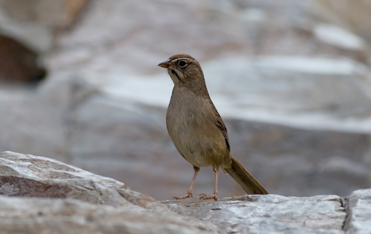 Rufous-crowned Sparrow - ML32304531