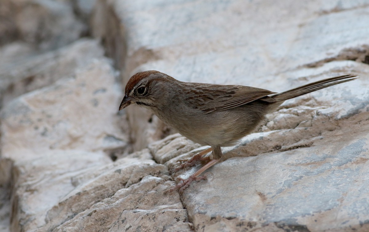 Rufous-crowned Sparrow - Jay McGowan