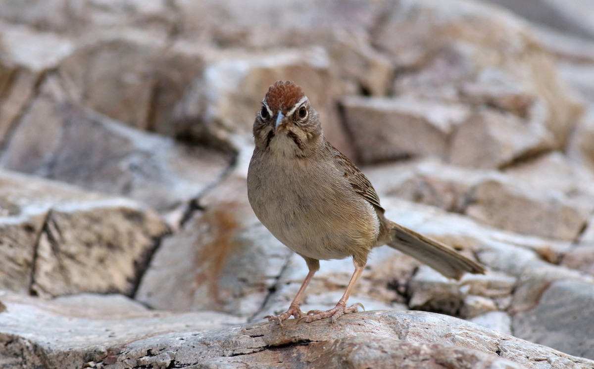 Rufous-crowned Sparrow - ML32304551