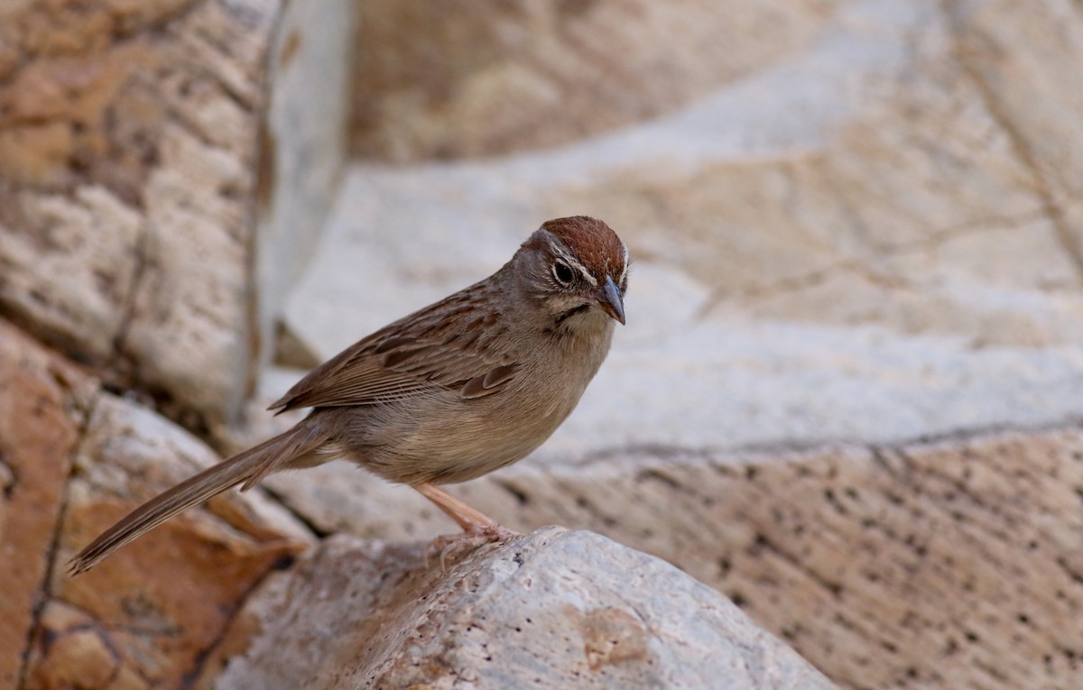 Rufous-crowned Sparrow - ML32304581