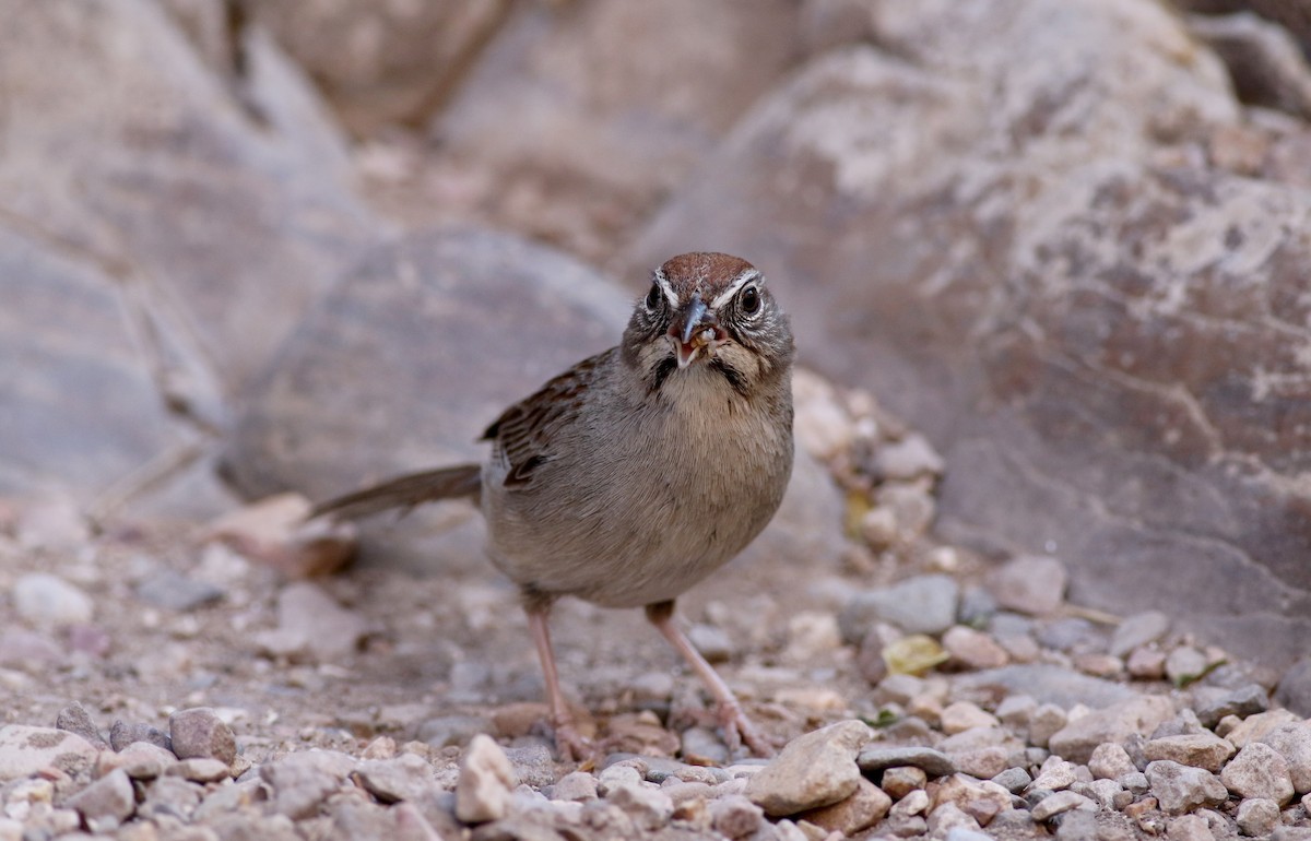 Rufous-crowned Sparrow - ML32304611