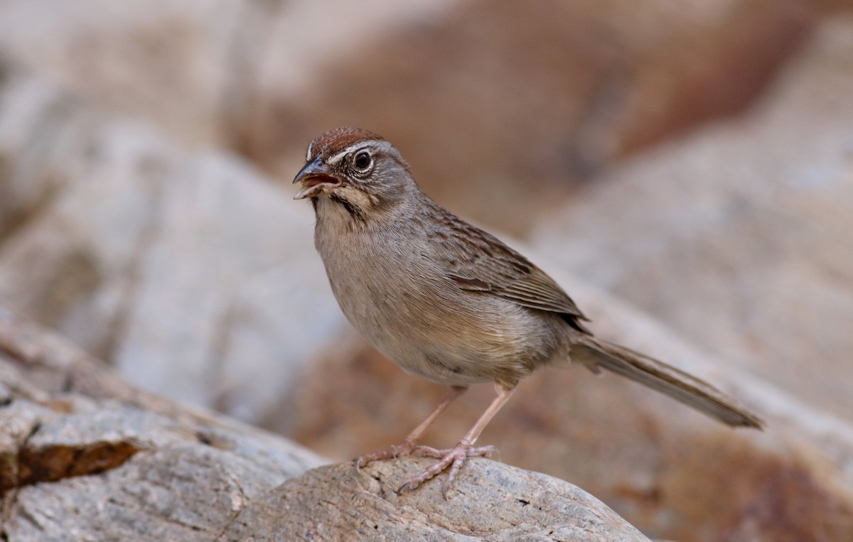Rufous-crowned Sparrow - ML32304621