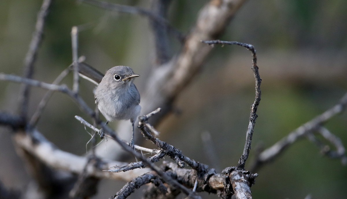Blue-gray Gnatcatcher (obscura Group) - ML32304921