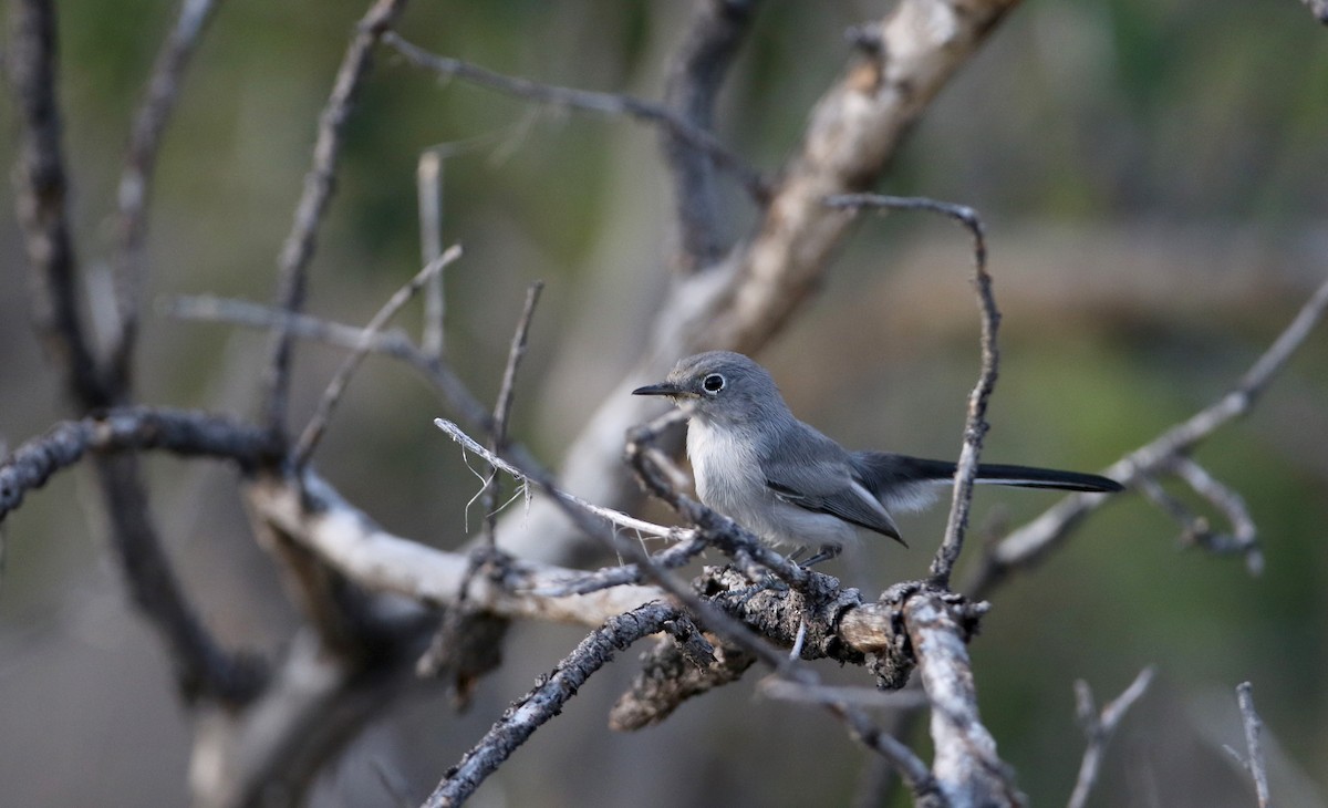 Blue-gray Gnatcatcher (obscura Group) - ML32304931