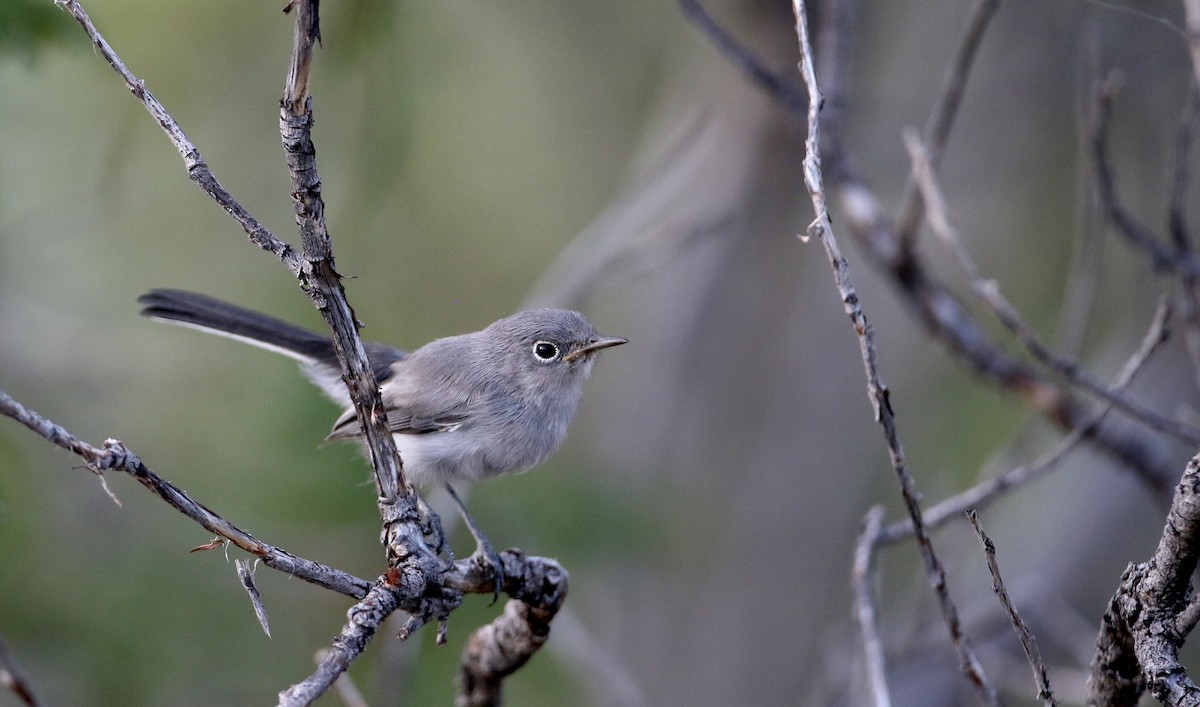 Blue-gray Gnatcatcher (obscura Group) - ML32304941
