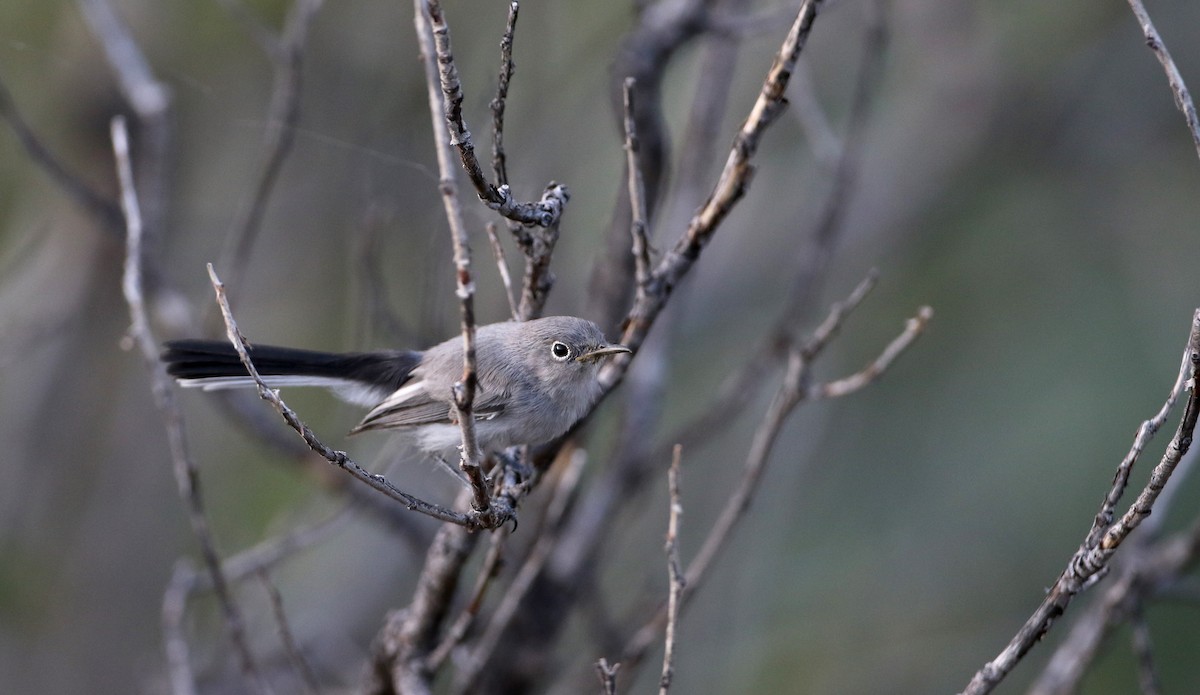 Blue-gray Gnatcatcher (obscura Group) - ML32304951