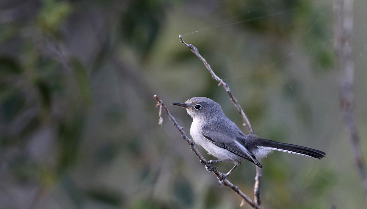 Blue-gray Gnatcatcher (obscura Group) - ML32304961