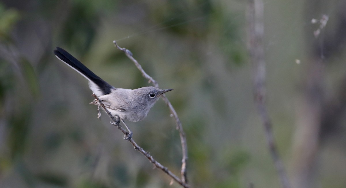 Blue-gray Gnatcatcher (obscura Group) - ML32304971