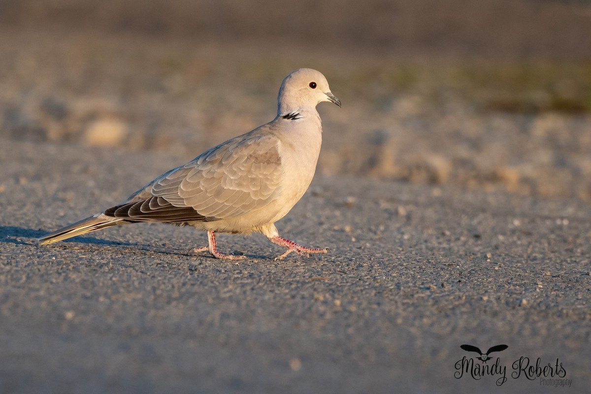 Eurasian Collared-Dove - ML323049741