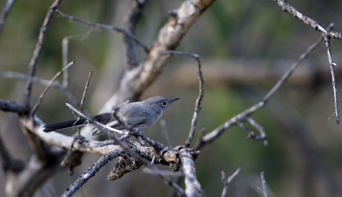 Blue-gray Gnatcatcher (obscura Group) - ML32304981