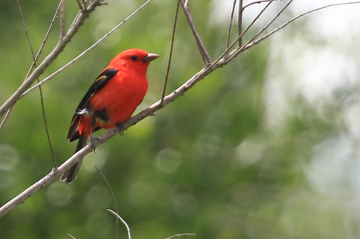 Scarlet Tanager - ML32305071
