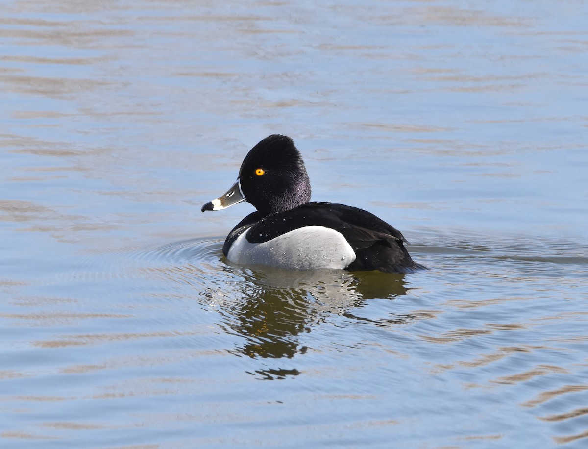 Ring-necked Duck - ML323051051