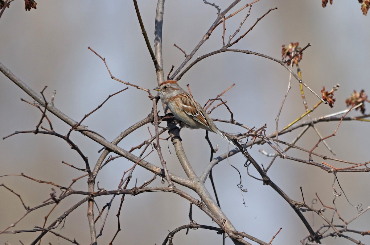 American Tree Sparrow - HEMANT KISHAN