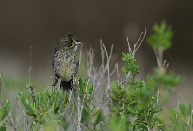 Frontal view (subspecies <em class="SciName notranslate">sennetti</em>). - Seaside Sparrow - 