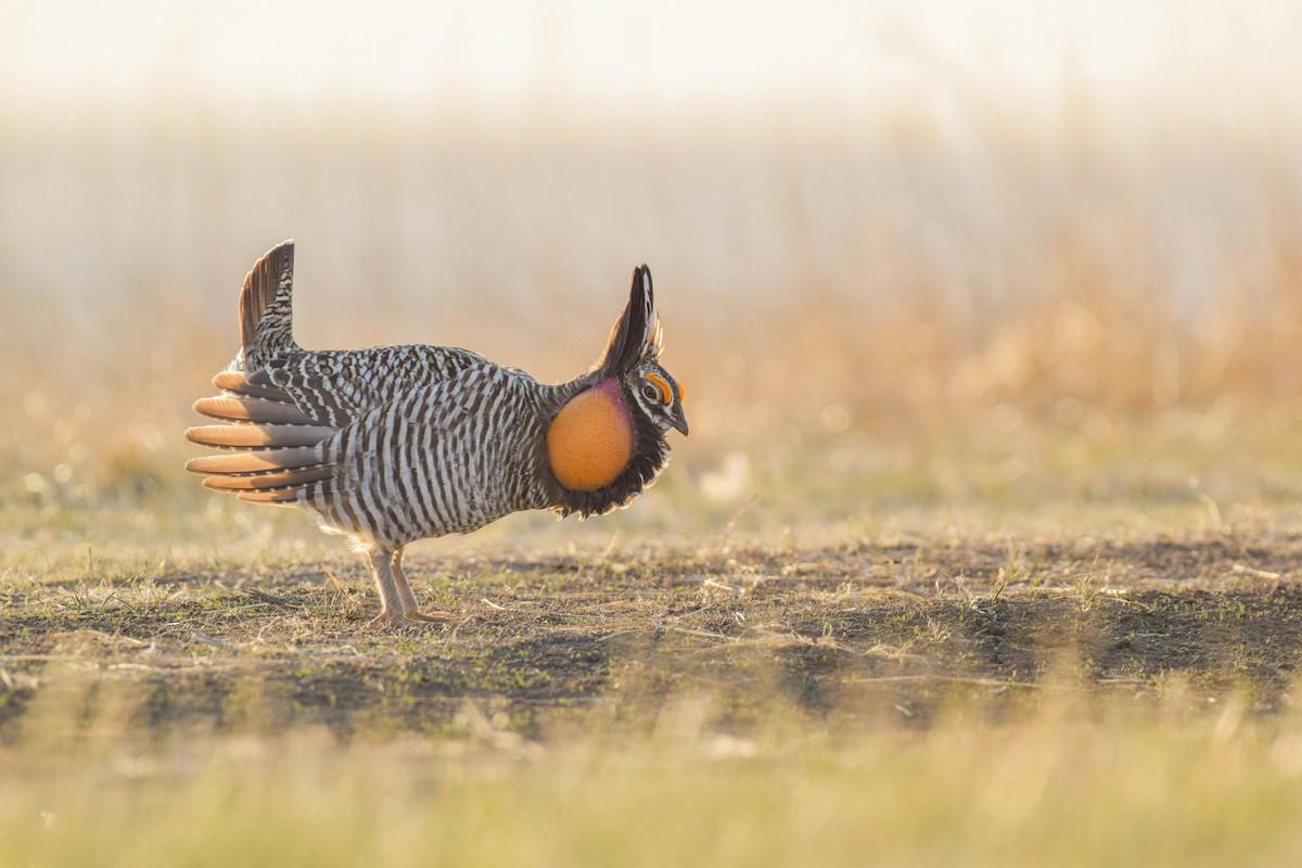 Greater Prairie-Chicken - Amiel Hopkins