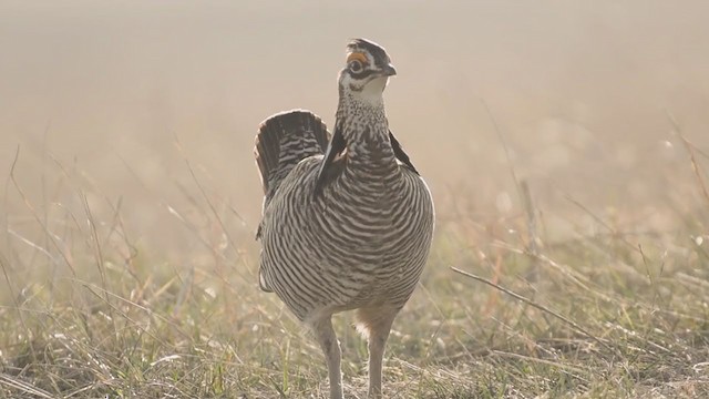 Greater Prairie-Chicken - ML323058771