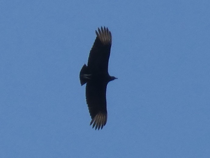 Black Vulture - ML323062801