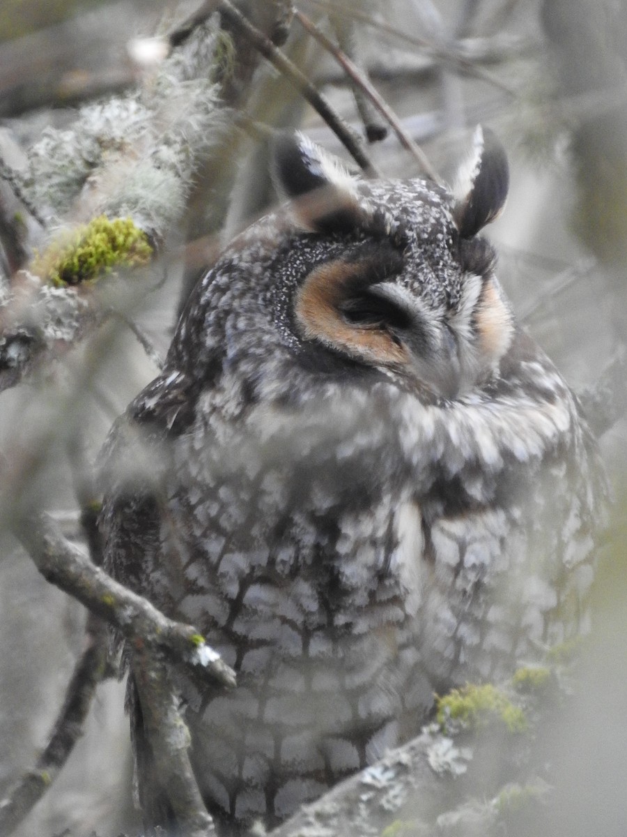 Long-eared Owl - ML323064491