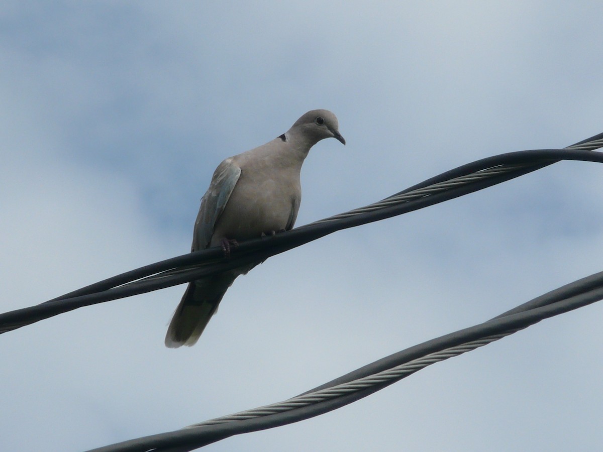 Eurasian Collared-Dove - Da Lo