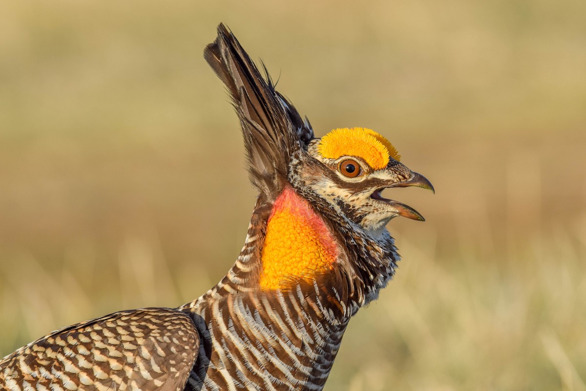 Greater Prairie-Chicken - Amiel Hopkins