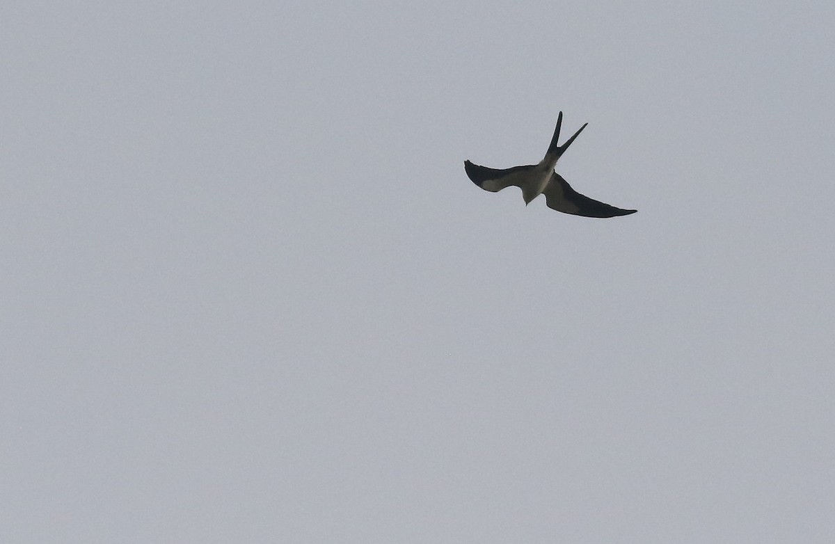 Swallow-tailed Kite - ML323069681