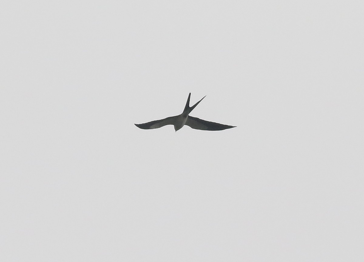 Swallow-tailed Kite - ML323069701