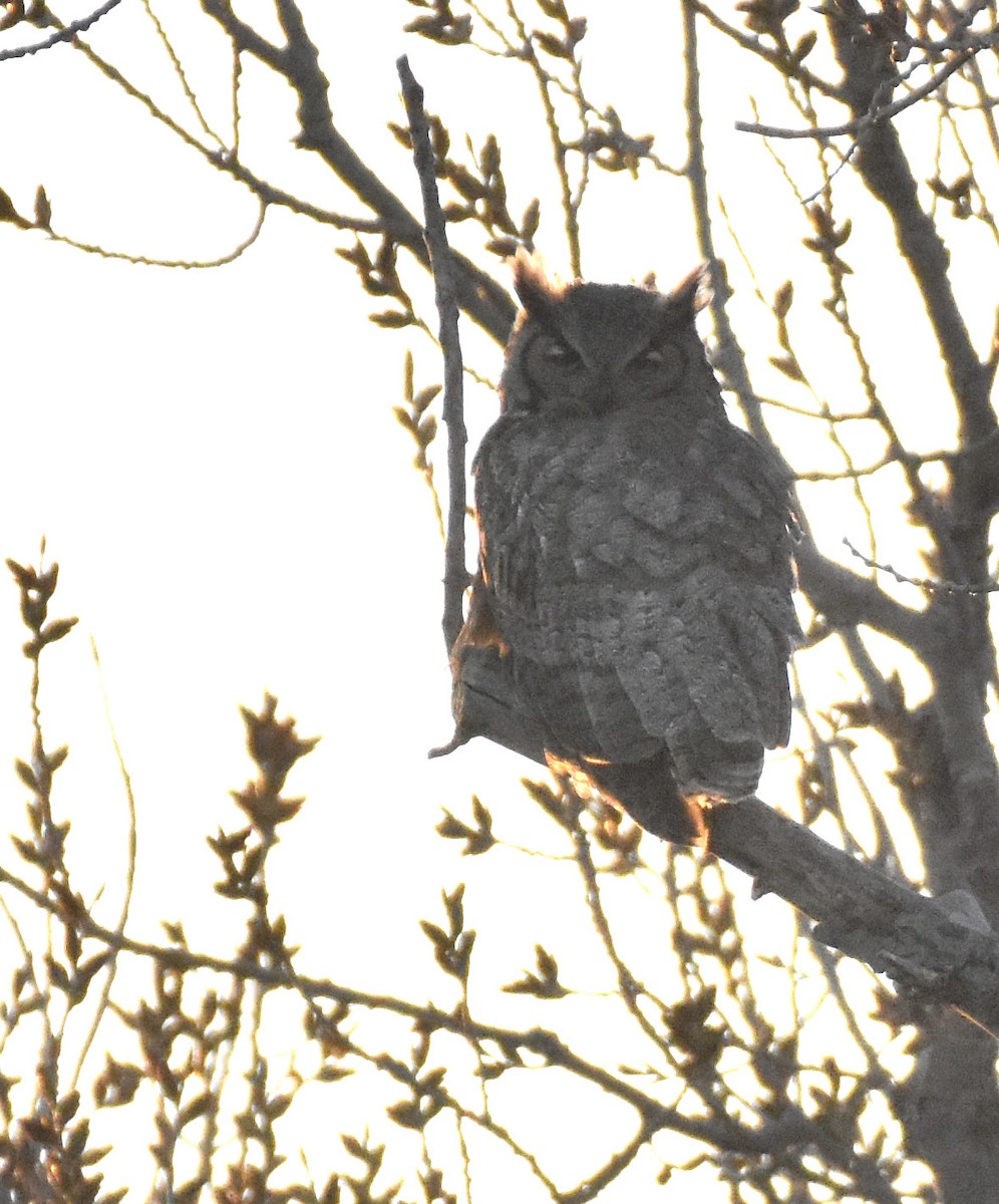 Great Horned Owl - ML323071171