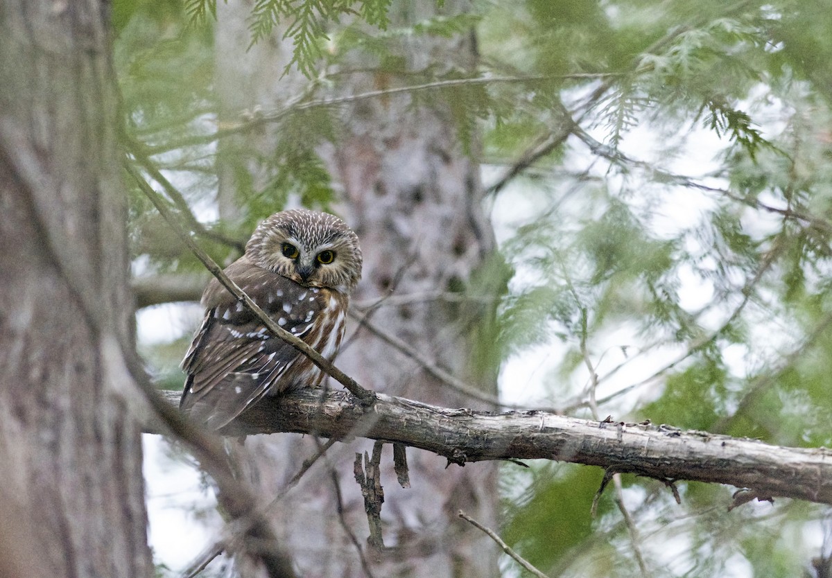 Northern Saw-whet Owl - Justin Peter