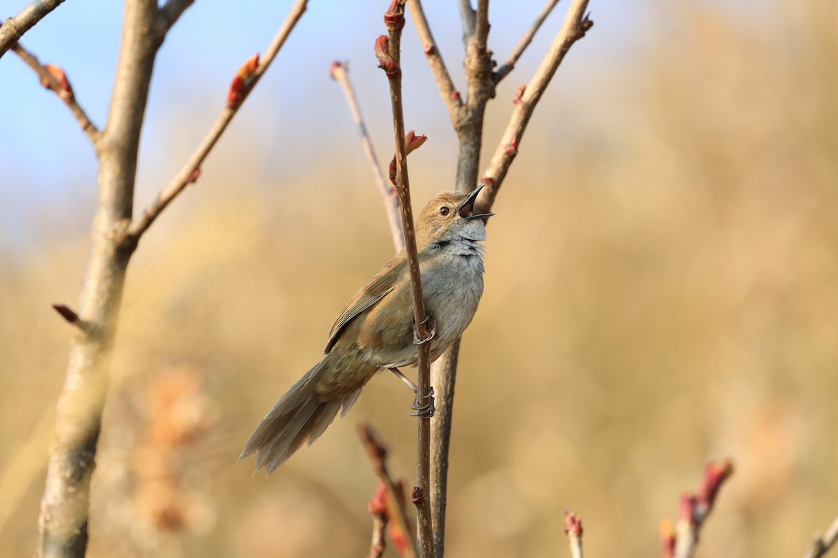 ML323074921 - Taiwan Bush Warbler - Macaulay Library