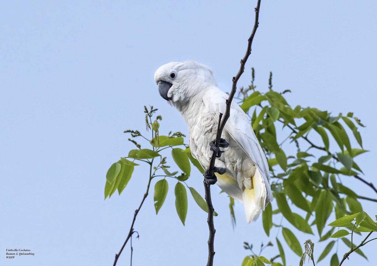 White Cockatoo - Ramon Quisumbing