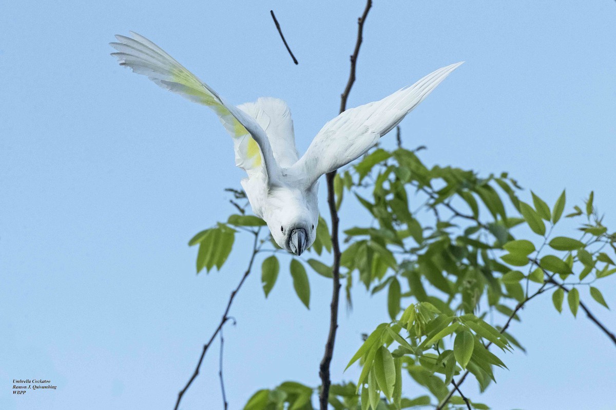 White Cockatoo - Ramon Quisumbing
