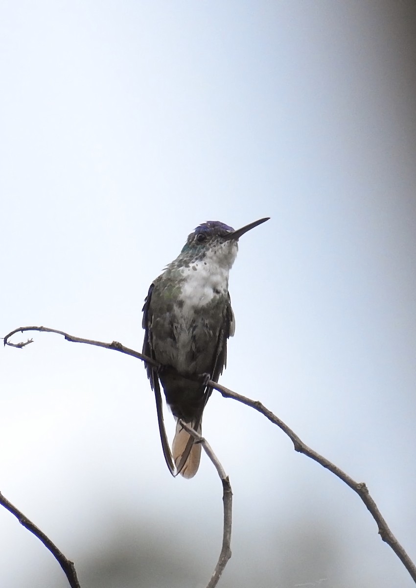 Azure-crowned Hummingbird - ML323078521