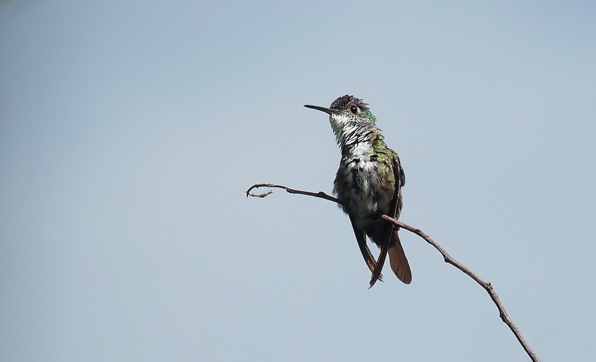 Azure-crowned Hummingbird - ML323078531