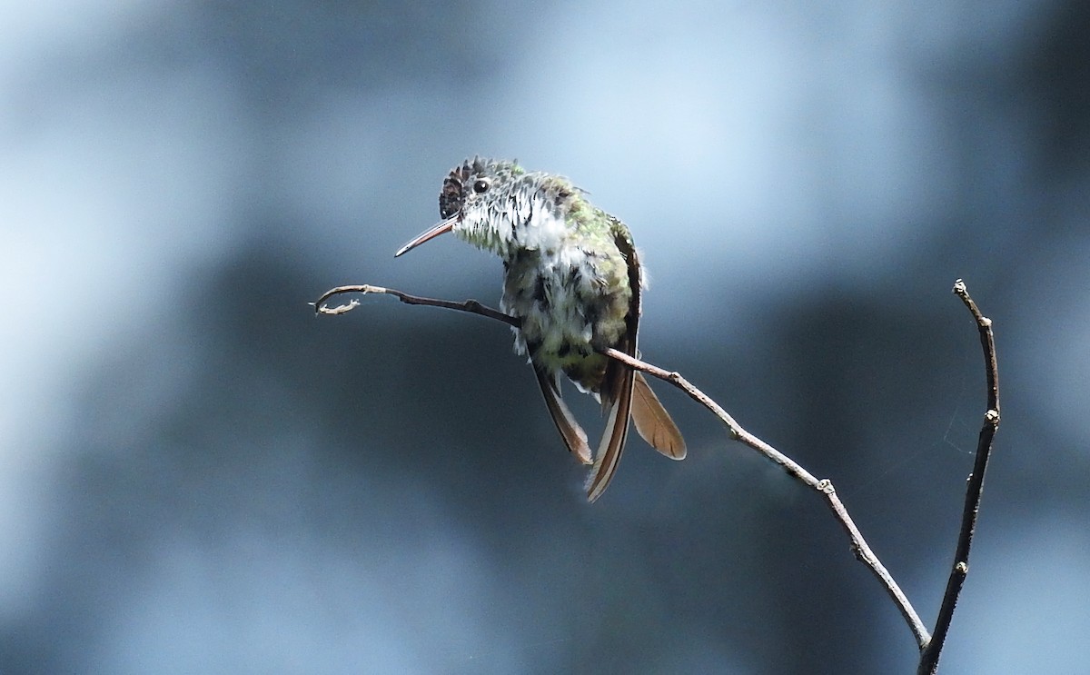 Azure-crowned Hummingbird - ML323078551