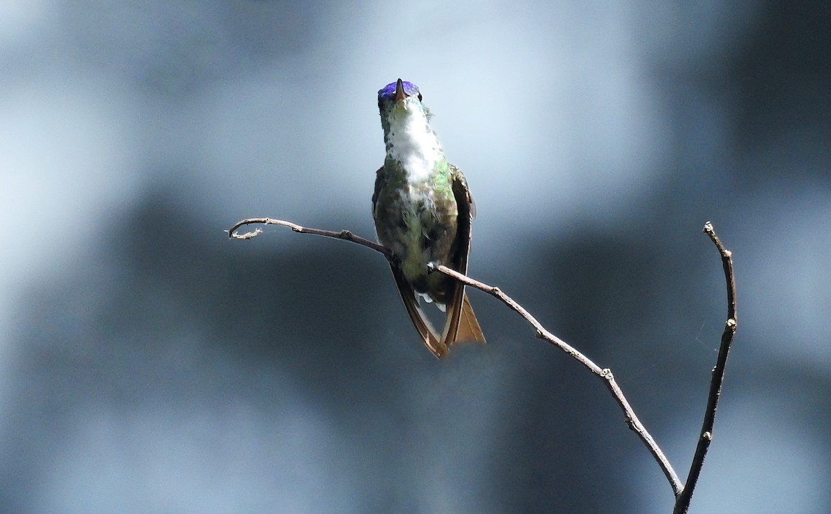 Azure-crowned Hummingbird - ML323078601