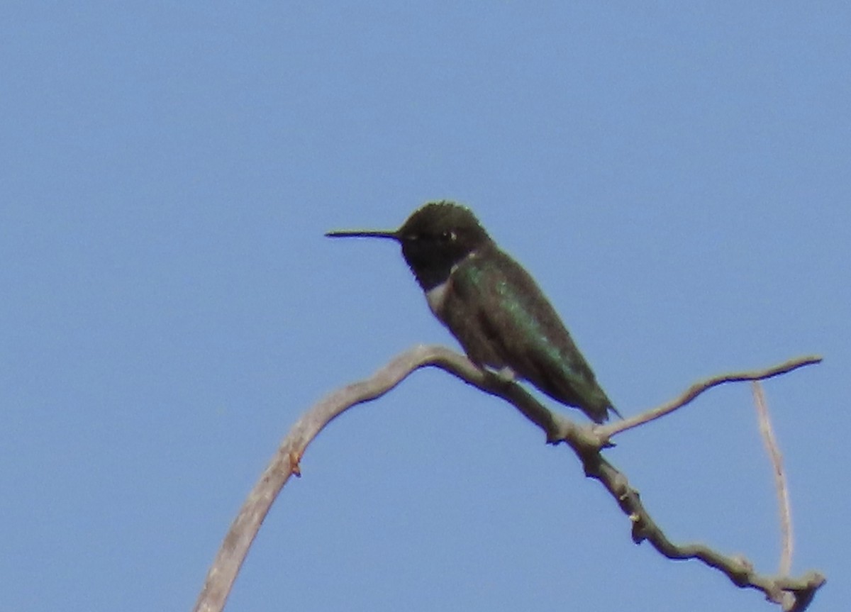 Black-chinned Hummingbird - Meg Reck