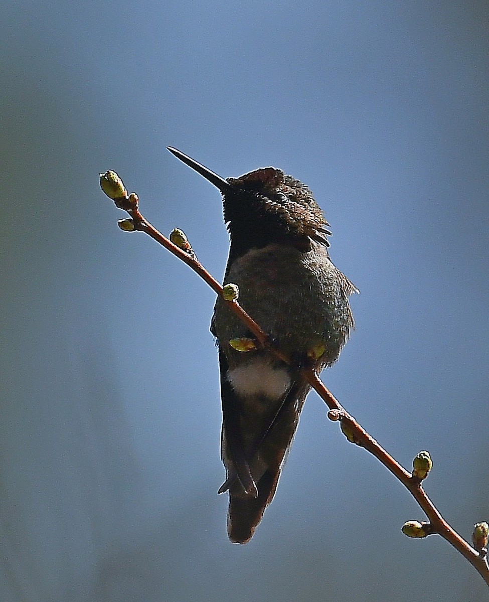 Anna's Hummingbird - ML323086041