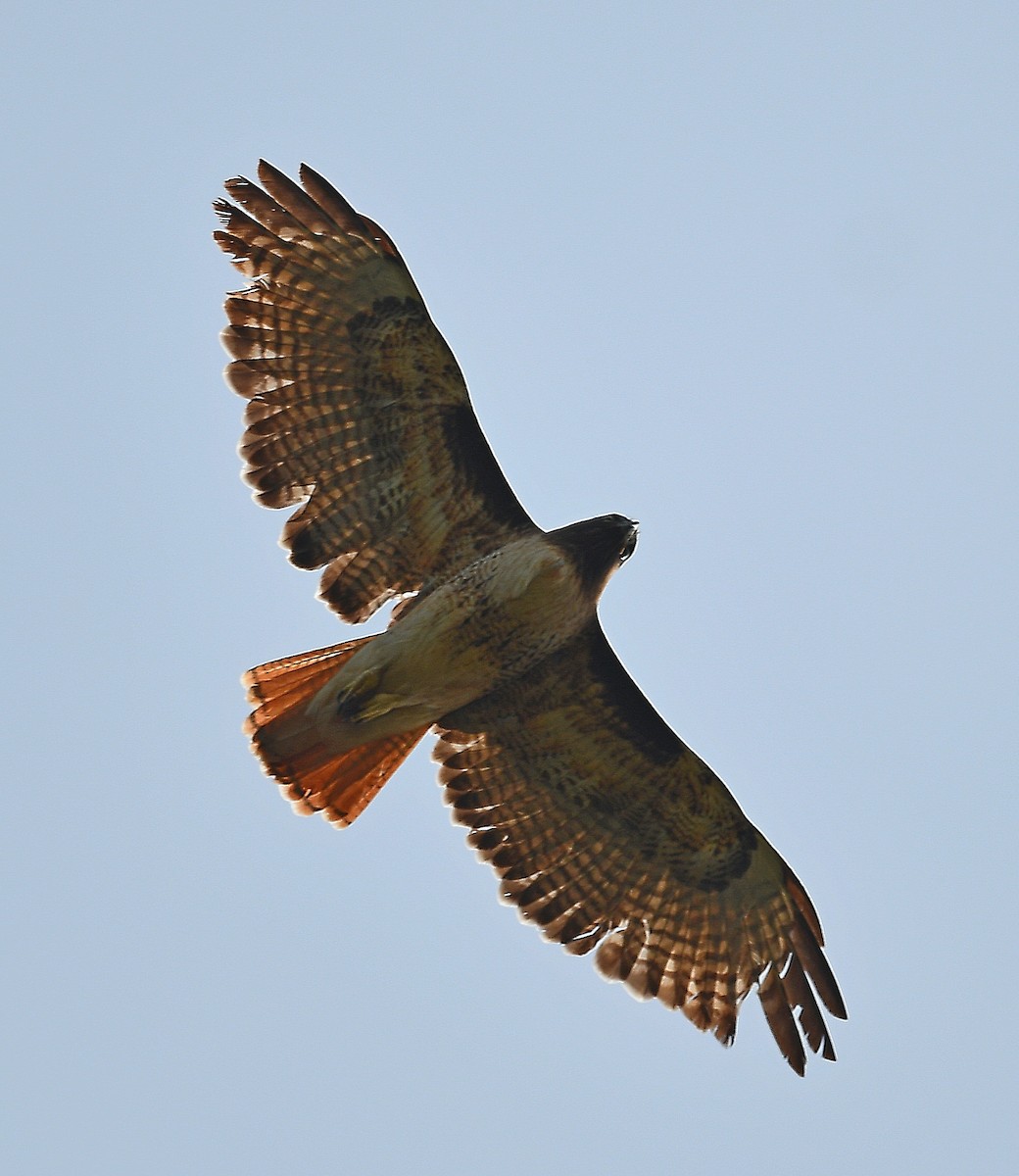 Red-tailed Hawk - ML323086251