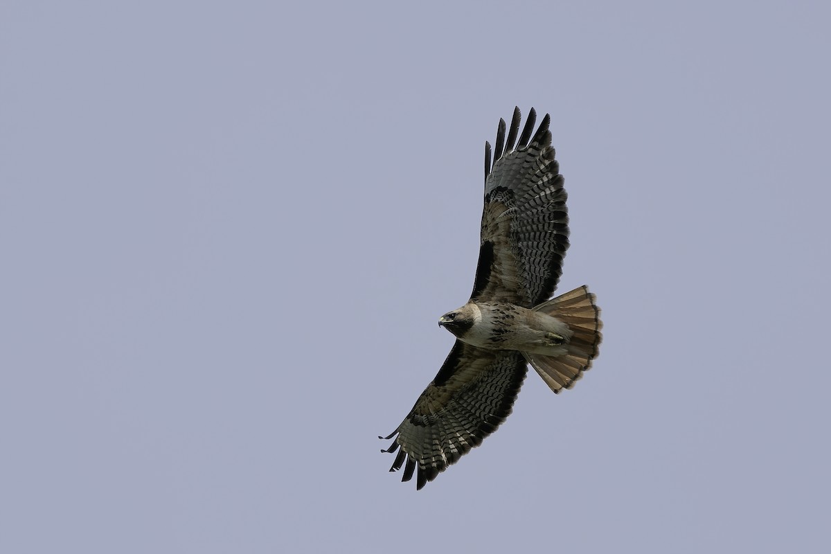 Red-tailed Hawk (calurus/alascensis) - Derek Lecy