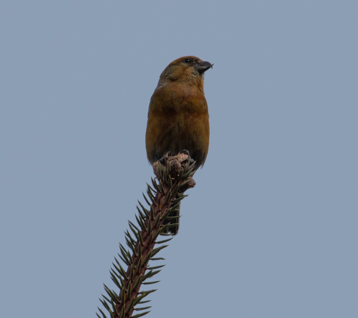 Red Crossbill - Cindy Trussell
